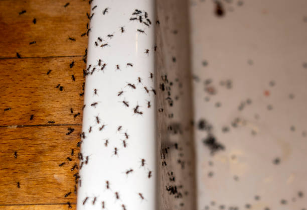 Best Cockroach Control Services  in Beverly, NJ